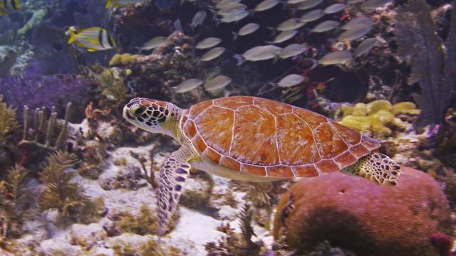 John Pennekamp Coral Reef State Park (c) Frazier Nivens Florida Keys News Bureau