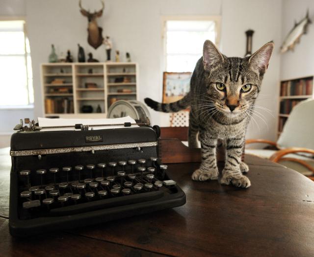 Hairy Truman, a resident cat in what once was Hemingway's writing study. Image: Rob O'Neal
