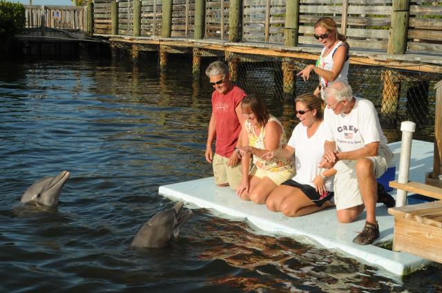 Families can save on dolphin interaction experiences.