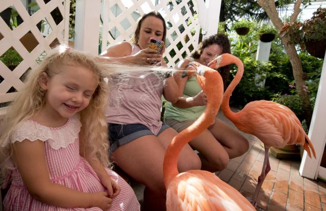 Guests at the Key West Butterfly & Nature Conservatory can mingle with resident pink flamingos Rhett and Scarlett, a 6-year-old male and female breeding pair.