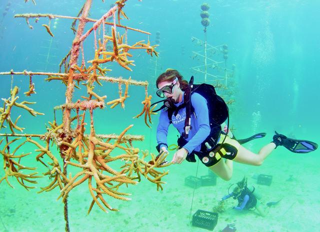 Coral Restoration Foundation (c) Tim Grollimund Florida Keys News Bureau