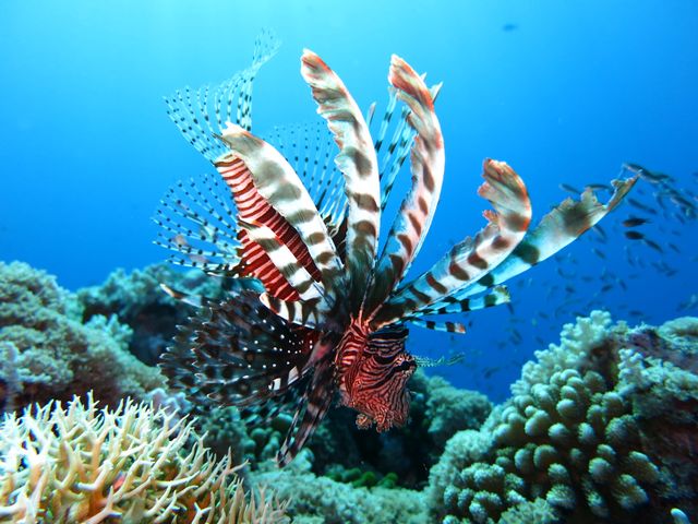 Join the lionfish revolution on your next visit to the Florida Keys