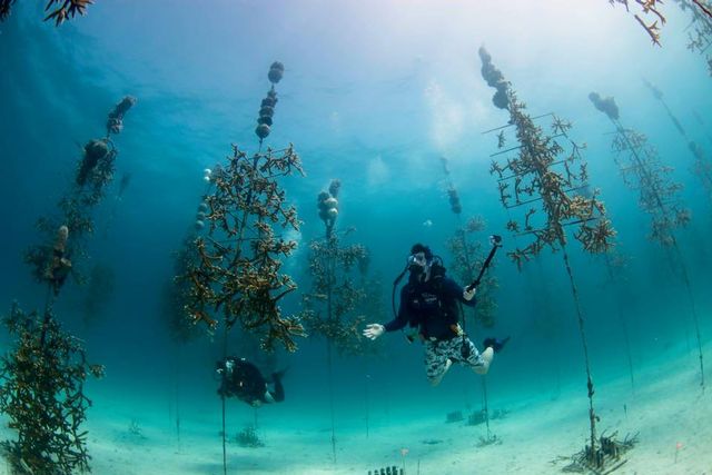 The world-renowned Coral Restoration Foundation  is dedicated to restoring reefs through large-scale cultivation, outplanting and monitoring of reef-building corals. 