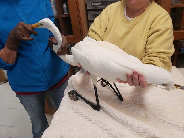 A great egret gets care at Key West Wildlife Center.