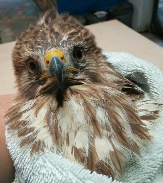 A raptor patient receives caring treatment at Marathon Wild Bird Center, that has rescued or protected more than 22,000 wild birds. 