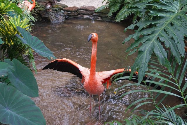 'Flamingle' with two resident pink flamingos at Key West Butterfly & Nature Conservatory. Credit Lucy McGuire Clarke