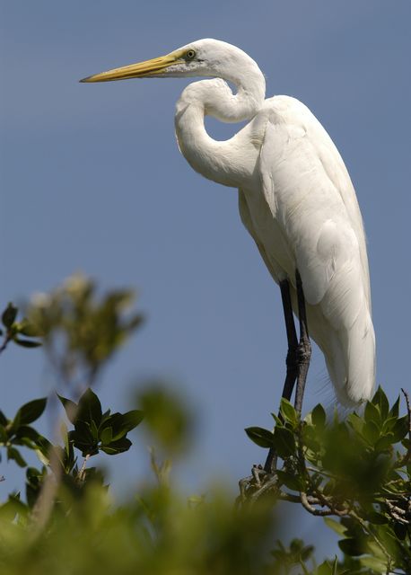 A Great White Heron. Credit Bob Krist Florida Keys News Bureau