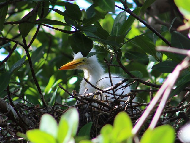 A hatchling white egret spotted on a nature tour with Islamorada's KeyZ Charters.