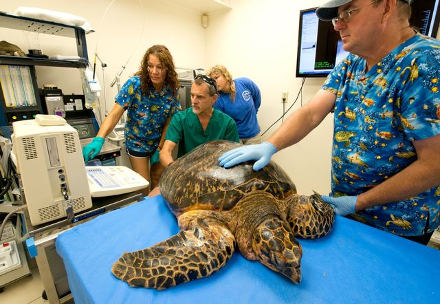 The Turtle Hospital in Marathon is the world’s first state-licensed veterinary sea turtle hospital. Image: Bob Care