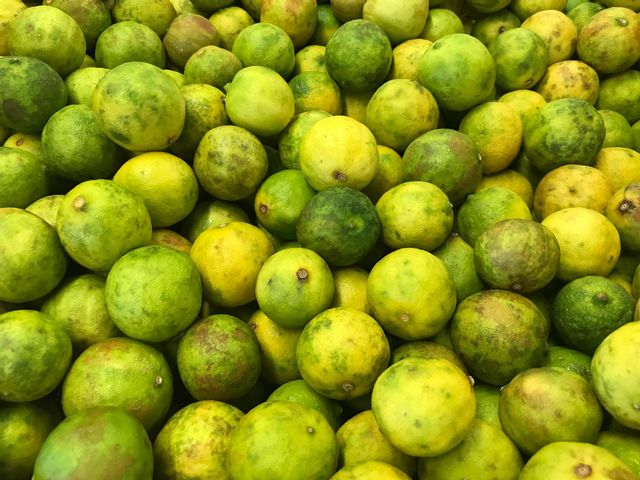 Tiny yellow Key limes have flavored Florida Keys cuisine since the 1800s.