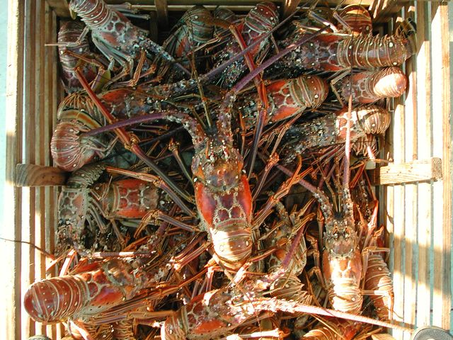 Rules in the Florida Keys include a limit of six lobsters — each with a carapace measuring larger than three inches — per person, per day. Image: FWC