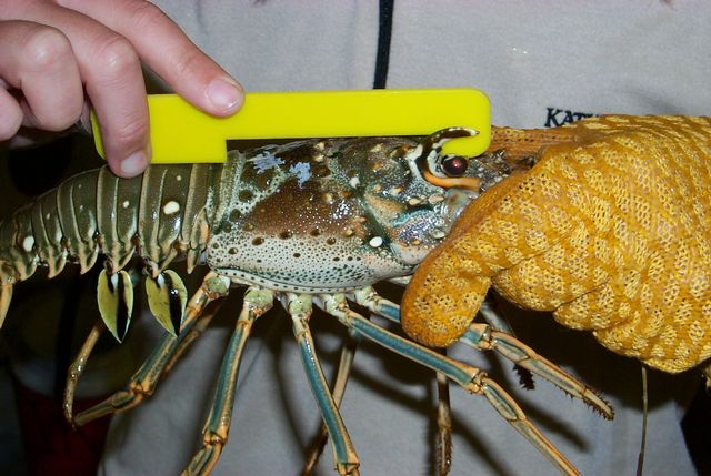Possession and use of a measuring device is required at all times, and lobsters must be measured in the water. Image: FWC