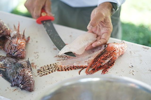 Although commonly served as ceviche or sushi, lionfish filets can be prepared like any other fish and have been likened to halibut or grouper in texture and flavor. 