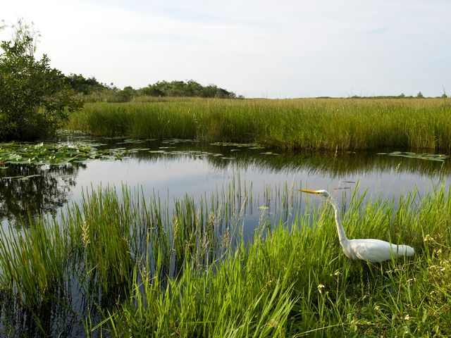 Go deeper in Florida, on a birding trip through Everglades National Park.  Image: Anhinga Trail, ENP/Bob Care 