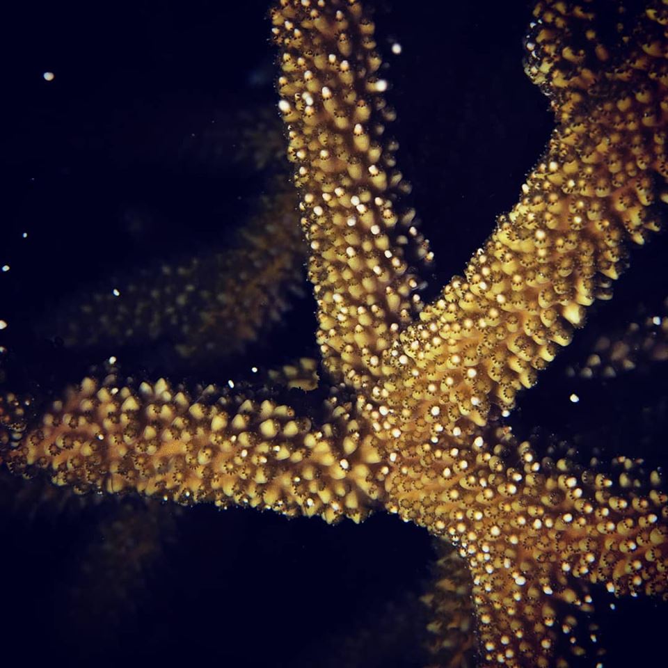 In August 2019, staff of the Coral Restoration Foundation observed a genotype of staghorn coral spawning in a coral tree nursery. Image: Paige Carper/CRF