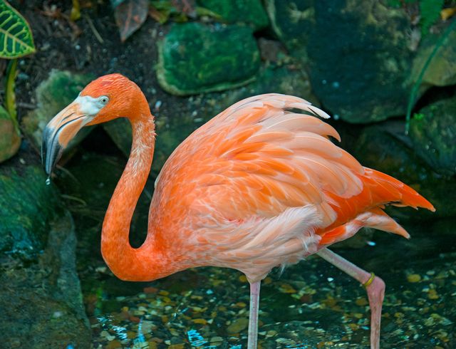 Participating Kids Free attractions and museums in Key West include the Key West Butterfly & Nature Conservatory, featuring the popular Flamingle experience.