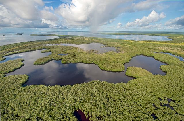 Everglades National Park. Credit Andy Newman