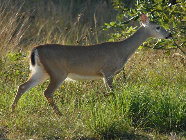 Key Deer. Credit Andy Newman, Florida Keys News Bureau
