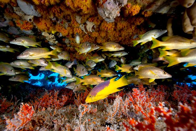 Spanish hogfish on a reef. Image: Stephen Frink/Florida Keys Reef Explorer Journal