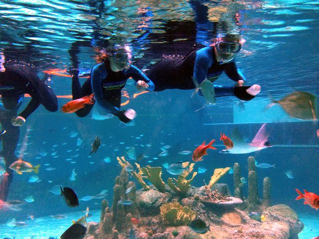 An in-water Coral Reef Snorkel Encounter at Florida Keys Aquarium Encounters explores the living, dynamic ecosystem and reef of the Florida Keys.
