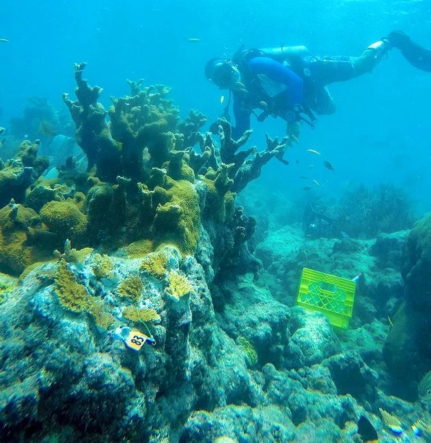 Learn and dive with scientists at Coral Restoration Foundation and Mote Marine to outplant corals on Florida Keys reefs.