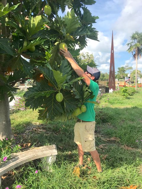 Garvey owns and operates Big Pine Key’s 2-acre fruit farm Grimal Grove, billed as the first breadfruit grove in the continental United States.