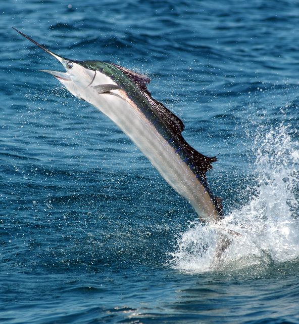 Catch and release sailfish, often called tail walkers, in the Florida Keys. 