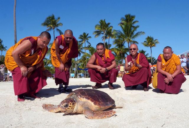 Mönche wildern Meeresschildkröte auf den Florida Keys aus (c) Florida Keys News Bureau