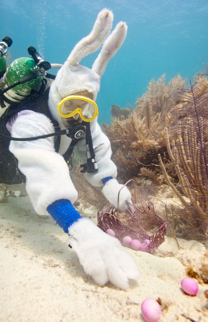 Underwater Bunny to Stage Subsea Egg Hunt April 12 in the Florida Keys