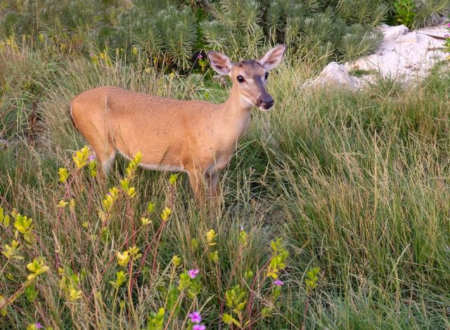 A Key deer explores around Big Pine Key. Image: Rob O'Neal