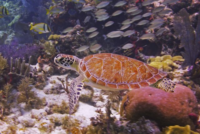 Natural adventures await- turtle at John Pennekamp Coral Reef State Park_Credit Frazier Nivens
