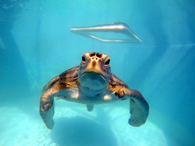 Meeresschildkröte Gwen auf Tauchstation (c) Turtle Hospital