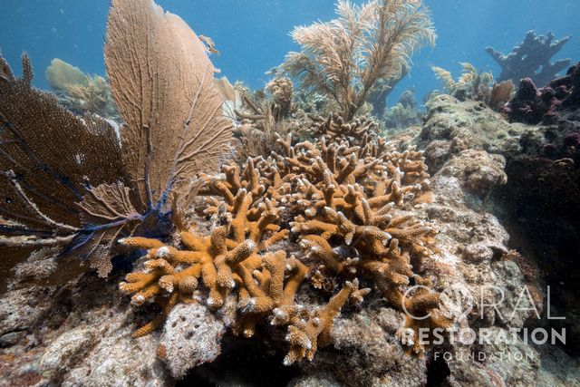 Récif corallien des Keys de Floride_Credit Coral Restoration Foundation
