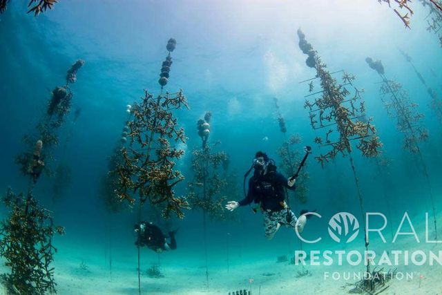  Un plongeur s'émerveille à la Coral Restoration Coral Tree Nursery pendant Coralpalooza 2017_Credit Coral Restoration Foundation