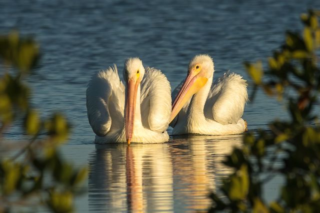 White pelicans on Cudjoe Key. Photos by Kristie Killam. 