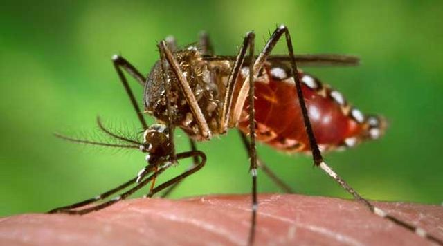 The Aedes aegypti mosquito is a freshwater mosquito that can carry the dengue fever virus. 
