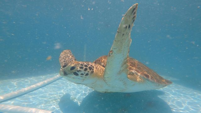 Among the turtles rehabilitated at Marathon’s world-renowned Turtle Hospital was Aldo Leopold, a 100-pound juvenile who was released back to the wild this past April 22 in honor of Earth Day’s 50th anniversary.