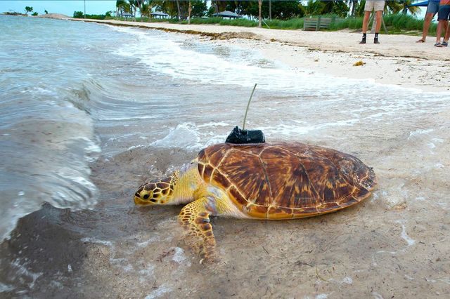 Maisy is the first hybrid sea turtle ever tracked by the Tour de Turtles. She is a cross between a green sea turtle and a hawksbill sea turtle.