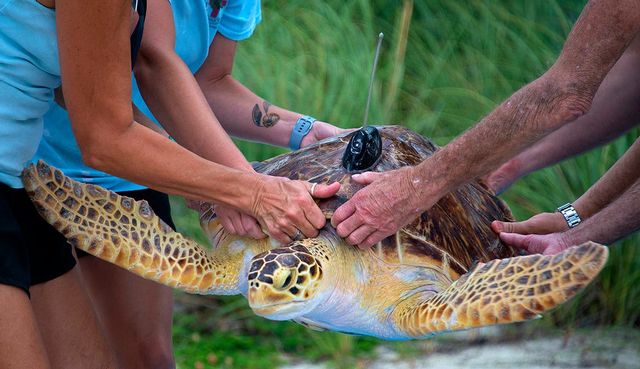 In June, Maisy was fitted with a satellite tracker and released to join the Tour de Turtles, a marathonlike 