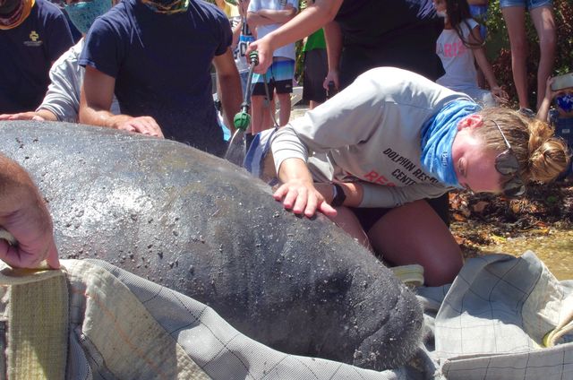 Four rehabilitated manatees were released back into Florida Keys waters in recent months.  Spookey was rescued in the Upper Keys in October 2019 with a tail severely injured by a boat strike. 