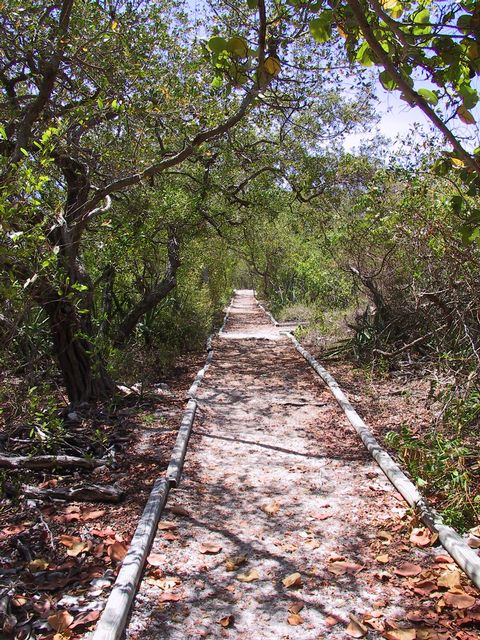 Kayak to, and take a walking tour of Lignumvitae Key Botanical State Park. 