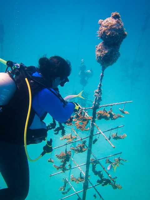 Afternoon dives involve hands-on activity in one of CRF's coral nurseries to help marine scientists gather, prune, clean, tag and prepare corals for planting. 