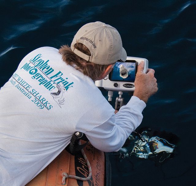 Frink at work analyzing photos from a dive with great white sharks in Australia.