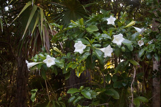 Bellflowers in the Botanical Garden. Images: Key West Tropical Forest & Botanical Garden