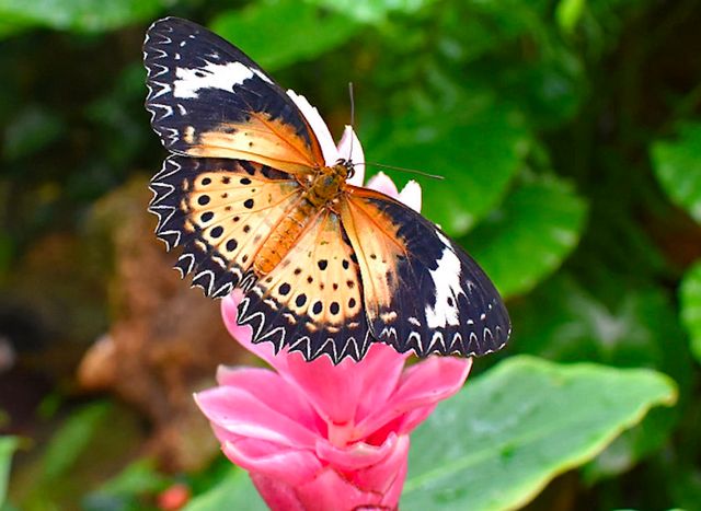 A resident at Key West Butterfly & Nature Conservatory.