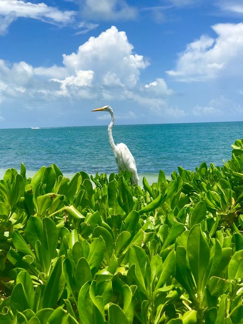 Florida Keys are an annual stopping point for thousands of migratory birds and a winter home to many North American bird species. 