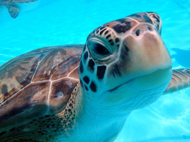 Daily educational tours at The Turtle Hospital introduce visitors to the resident sea turtles and the hospital’s curative programs for species they rescue rehabilitate and release. 