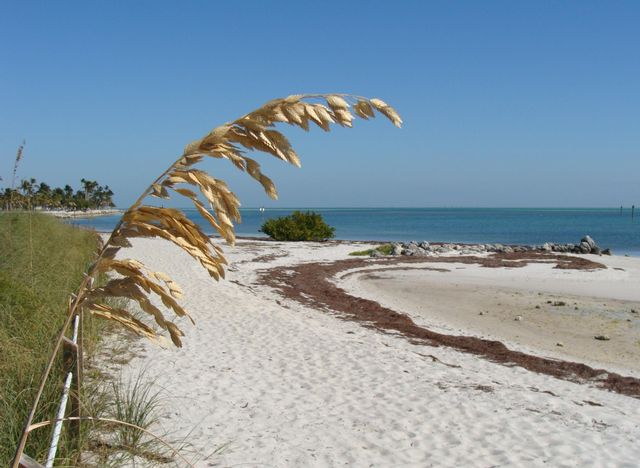 Beach area at Curry Hammock State Park.