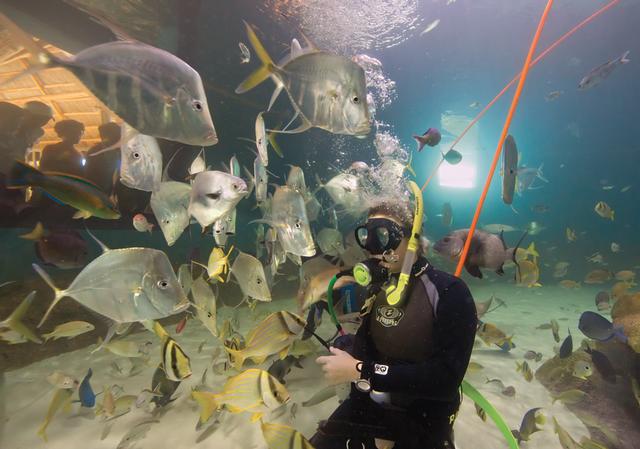  At Florida Keys Aquarium Encounters families can swim with and feed the fishes while learning about the region’s marine habitats. 