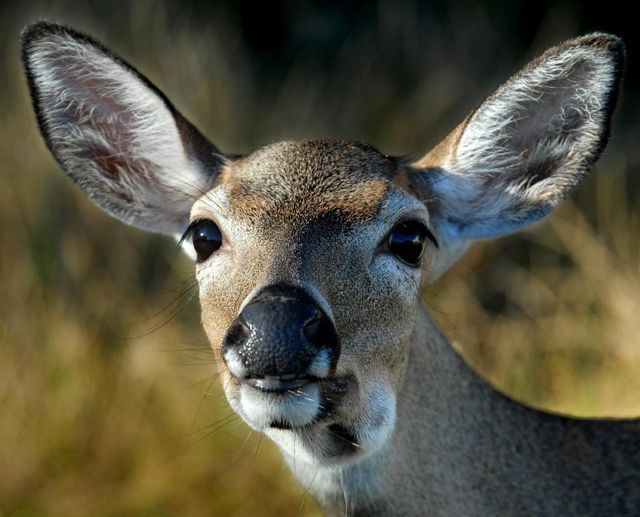 The graceful Key deer are often seen grazing around Big Pine. 